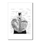 Swan Pen and Ink Postcard by NANCE